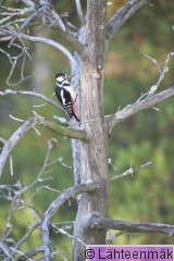 000186 Käpytikka koiras_30092011_Kokemäki Puurijärvi.jpg