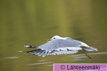 000274 Kalalokki_14072010_Mouhijärvi Salmi.jpg