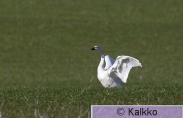 pikkujoutsen 016.jpg