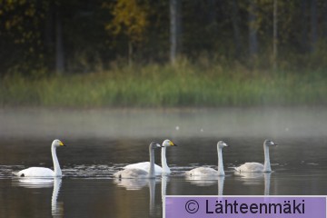 000823 Laulujoutsenia_10102009_Mouhijärvi Tupurlanjärvi.jpg