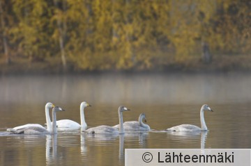 000827 Laulujoutsenia_10102009_Mouhijärvi Tupurlanjärvi.jpg