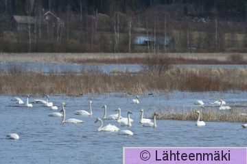 000907 Laulujoutsen_17042011_Suodenniemi Koivuniemenjärvi.jpg