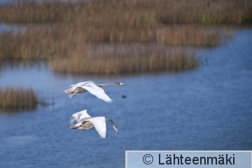 000912 Laulujoutsen nuori_30092011_Kokemäki Puurijärvi.jpg
