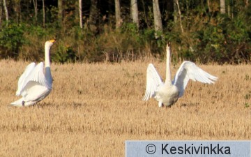 IMG_0304.JPG