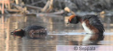 mustakurkku-uikku_Espoo120426_iso1C.jpg