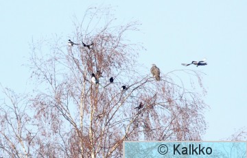 tunturihaukka 024.jpg