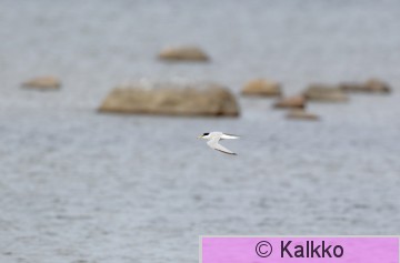 pikkutiira 042.jpg