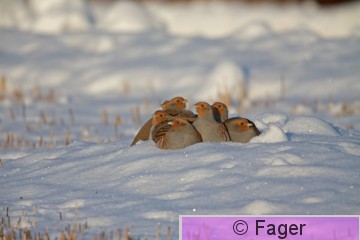 PiLy_perper_2_XM38943.jpg