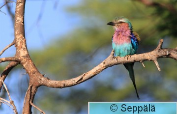 iso160_sininarhi_Ruaha130125.jpg