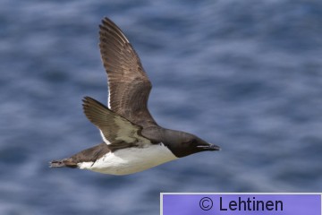 Pohjankiisla, Brünnichs Guillemot, Uria lomvia, Hornoya, Varanger, Norge, 12.6.2013, _0213 2 kopio.jpg