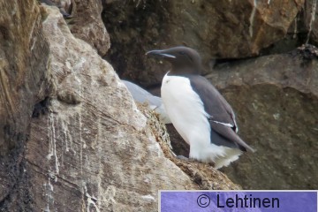 Pohjankiisla, Brünnichs Guillemot, Uria lomvia, Hornoya, Varanger, Norge, 12.6.2013, Lapin ja Norjan reissu kesäkuu 2013, Hornoya, Varanger, Norja 12.6.2013, _4147 kopio.jpg