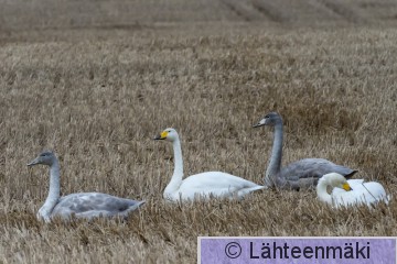 Laulujoutsen49_Reijo Lähteenmäki.jpg