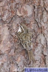 000002 Puukiipijä_24012009_Mouhijärvi Salmi.jpg