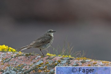 Luotokirvinen_XM18503 copy.jpg