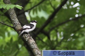 sepelsieppo_Helsinki120612_iso1.jpg