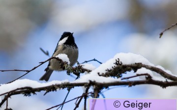 IMG_6236_edited-1.jpg