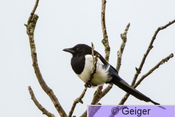 IMG_8783.jpg