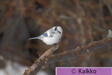 valkopäätiainen 013.jpg