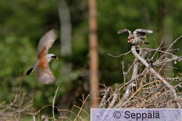 pikkulepinkainen_ruokinta_Kuru090727_iso.jpg