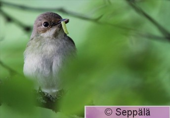 kirjosieppo_Kuru110624_iso1.jpg