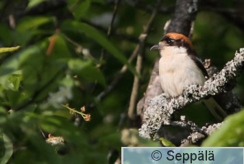 punapaalepinkainen_Espoo110531_iso.jpg