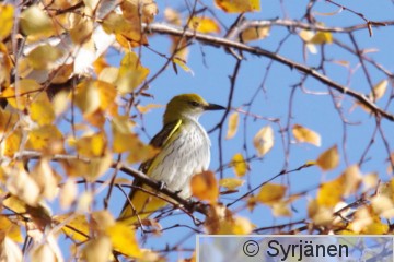 Oriori_Tampere_20091013_2.jpg