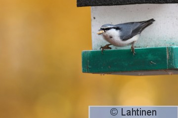 IMG_8468 k.jpg