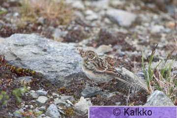 lapinsirkku 010.jpg