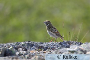 lapinsirkku 028.jpg