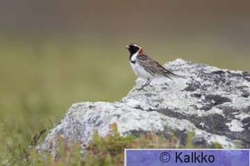 lapinsirkku 047.jpg