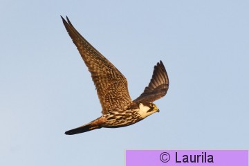Falsub_140808_HL.jpg