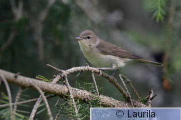 Sylbor_140625_HL.jpg