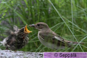 kirjosieppo_Kuru110626_isoB.jpg