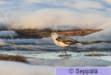 pulmunen_Helsinki110412_iso2.jpg