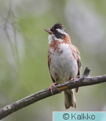 pohjansirkku 026.jpg