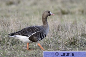 Ansalb_140428_HL.jpg