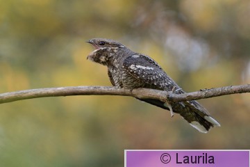 Capeur_130607_HL.jpg