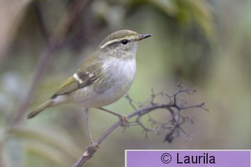 Phyino_130919_HL.jpg