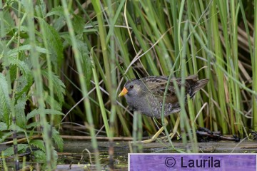 Porpor_130706_HL.jpg