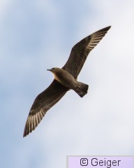 IMG_0682.jpg