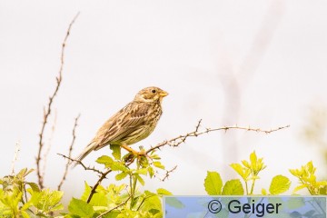 IMG_8949.jpg
