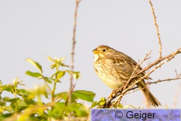 IMG_9062.jpg