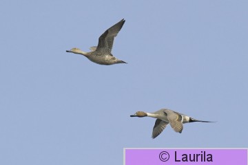 Anaacu_090423_HL.jpg