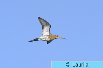 Limlim_090512_HL.jpg