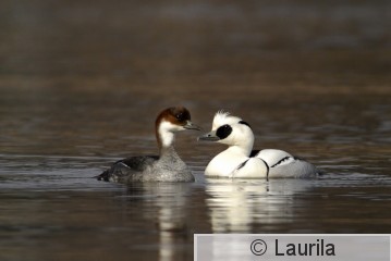 Meralb_080414_HL.jpg