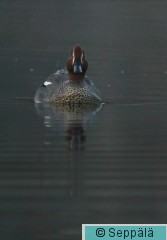 tavi_Kuru080503_iso2.jpg