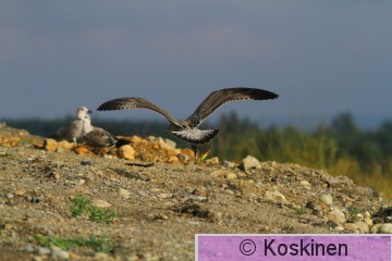 IMG_7591.JPG