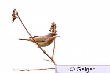 IMG_8897.jpg