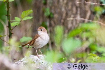 IMG_9157.jpg