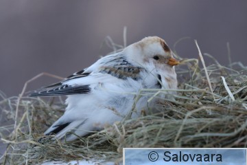 pulmunen, kuva Risto Salovaara_1615.JPG